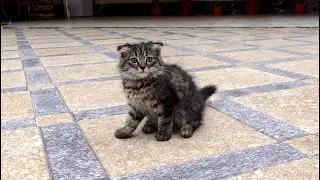 Маленькой девочке подарили котенка, А ее мама выкинула котенка на улицу.