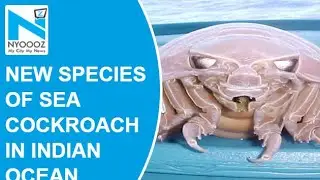 New species! 14-legged sea cockroach like creature discovered in Indian Ocean