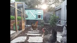 Backyard Chicken Coop and Run Tour