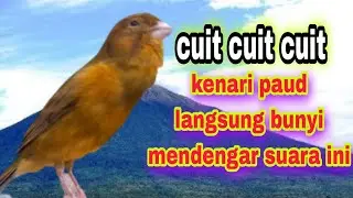 Suara kenari Cuit Cuit Buat Pancingan Kenari Paud Biar Cepat bunyi