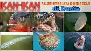 Ikan-ikan berbahaya dan mematikan di dunia