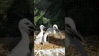 Первые попытки встать на лапы 
