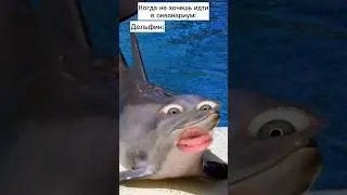 Разозлил дельфина 😱🐬 