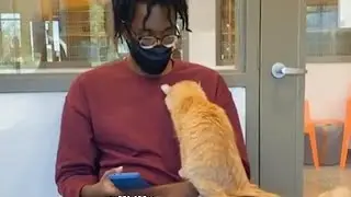 When the Cat at the adoption center chooses you 🧡