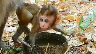 Lovely..! because of hot and dry seller bring water share  to monkey in Amber group / Monkey Post