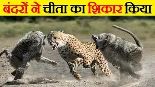 जब जंगली जानवरों ने चीते पर हमला किया । Wild Animals Attack On Cheetah