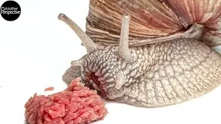 Snail eating Raw Meat in Extreme Macro