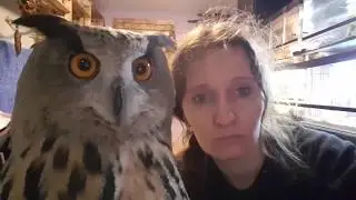 You want your owl to say 'mi-mi-mi', but she gives you only 'Uhoo'!