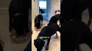 Five Rottweilers Wait For Command To Eat 😆. Credit: JukinMedia