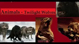 twilight wolves - animals