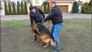 Beautiful German Shepherds Ares and Maru. We are waiting for a new litter in March 2024. Odessa.