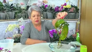 How to save a dying orchid? The real resuscitation of the orchid Melodiya... I'm saving the orchid!
