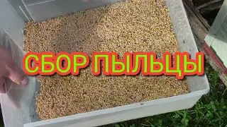 Сбор пыльцы донными пыльцесборниками.