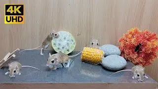 Cat TV mouse video for cats to watch | Amazing mice squeaking & activity on food table 4k UHD