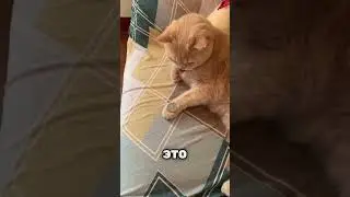 Котёнок повторяет трюк хозяина 😲