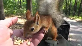 Немного о бельчонке Копии / A little bit about a familiar squirrel baby