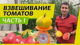 ВЗВЕШИВАНИЕ ТОМАТОВ | ТОП КРУПНОПЛОДНЫХ ПОМИДОРОВ ИЗ ТЕПЛИЦЫ