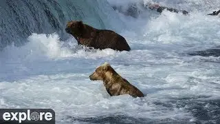 Brooks Falls Brown Bears Low powered by  EXPLORE.org