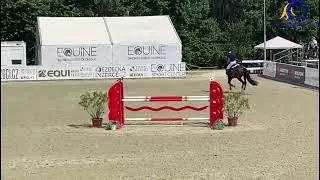 2016 Polish WB gelding  Top schoolmaster for a kid off ponies or AO  FOR SALE Show 1