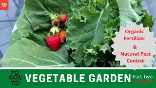 Backyard Vegetable Garden in Toronto - Part 2 (4 Weeks) - Organic Fertilizers & Natural Pest Control