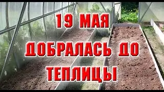 19 мая.  Наконец то дошла до теплицы