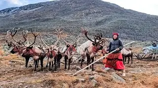 Оленеводы-горцы из рода Ного | Ясавэй. Кочевник ХХI века