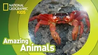 Christmas Crab 🦀 | Amazing Animals