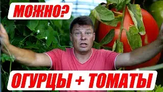 Огурцы с томатами в одной теплице