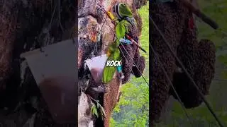 Harvesting huge Hive on Big Rocks 
