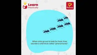 Interesting Fact About Ants | Learn Practically