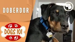 Dogs 101 - DOBERDOR - Top Dog Facts about the DOBERDOR | DOG BREEDS 🐶 