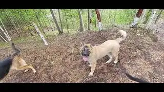 Прогулка с собаками. 🙈 Откуда появился ещё один щенок  ?