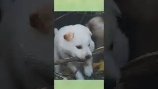 Dog puppy eating wood and playing video