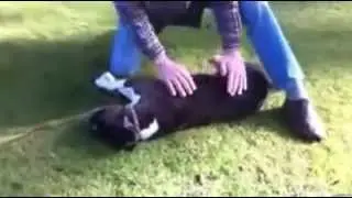 Kalp masajıyla ölen köpeği hayata döndürdü