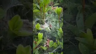 Japan has such COOL wild SPIDERS!!! 🇯🇵 🕷️ 