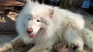 Августовские зарисовки. Жара. Волга. Пес-ВДВшник в фонтане.
