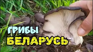 Грибы вешенка, ноябрь 2022.