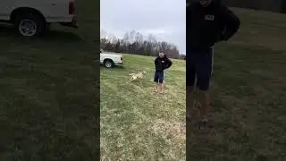 Little dog hits big dog