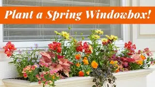 Plant a Spring Windowbox!