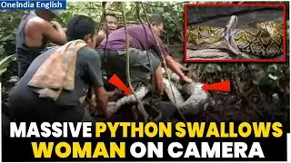 Giant Python Devours Woman Whole in Terrifying Video Caught on Cam In Indonesia | Watch The Rescue