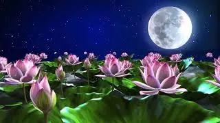 Футаж 🌺 Волшебное озеро лотосов 🌺🌺🌺 Lotus Lake Background