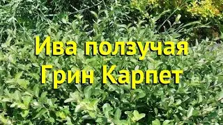 Ива ползучая Грин Карпет. Краткий обзор, описание характеристик salix repens Green Carpet