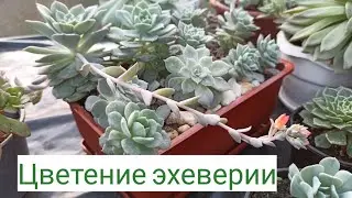 ЦВЕТЕНИЕ ЭХЕВЕРИИ (flowering echeveria)