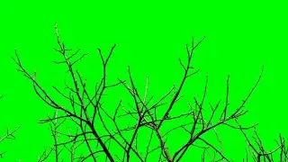 Dry Tree branches Green Screen Background video footage HD