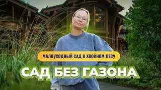 Малоуходный сад в хвойном лесу. Сад без газона.