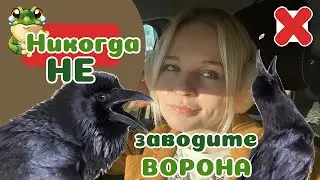 5 причин НЕ заводить ВОРОНА! Не готичная Бестия.