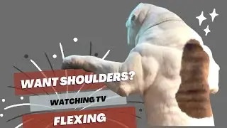 Can This American Bulldogs Shoulders Help Him Win?