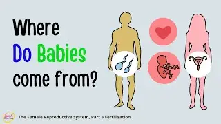 Fertilization Process Explained Animation 🎯The Female Reproductive System Animation Explained