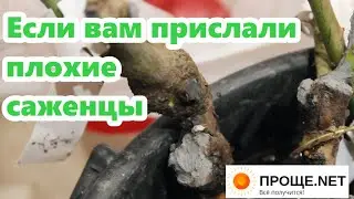 Реанимация роз 1-10 день.Как спасти проблемные саженцы из питомника.Спящие почки.Саженцы от Роза-сад