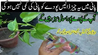 Put This Thing in the Water and the Plant Will Not Lack Water | Secret of Plant Growth |